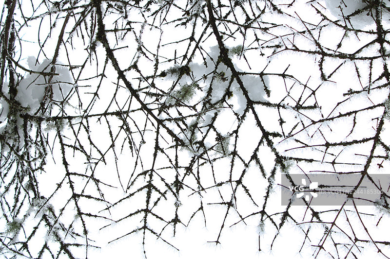 积雪覆盖的树枝构成复杂的网络，在纯白背景的衬托下，形成一幅自然的抽象图案图片素材