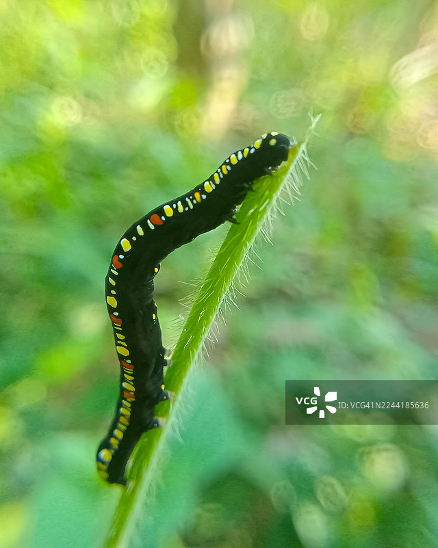 特写：自然环境中，绿色植物茎上有一只黑色毛毛虫，身上有黄色和红色斑点图片素材