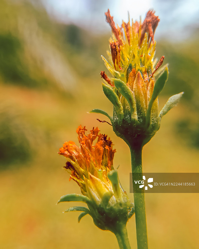 特写镜头：充满活力的橙黄相间的花苞，背景虚化柔和图片素材