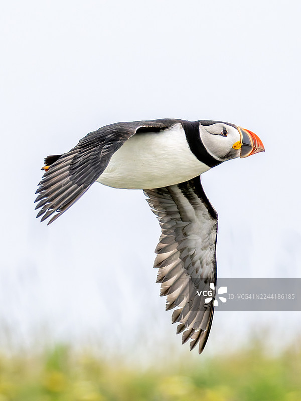 大西洋海雀在明亮的蓝天下飞翔，展示着它鲜艳的喙和优雅的翼展图片素材