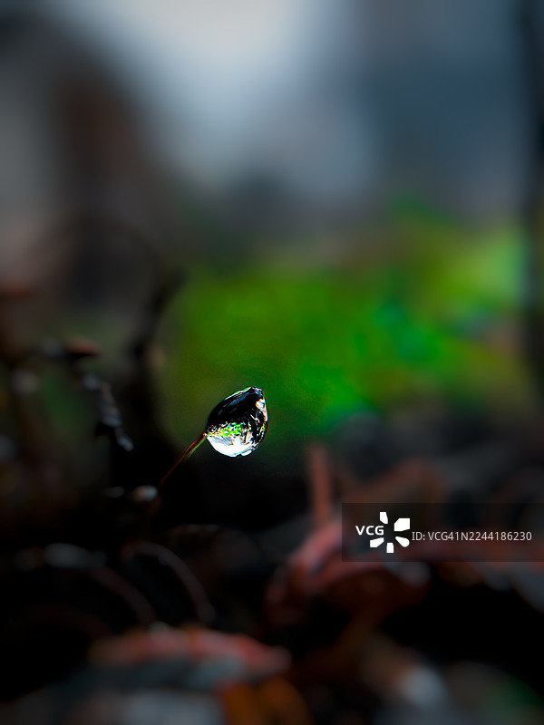 一滴水珠的特写，倒映着自然景象，水珠附着在娇嫩的植物茎上，展现了一个微型生态系统的美丽图片素材