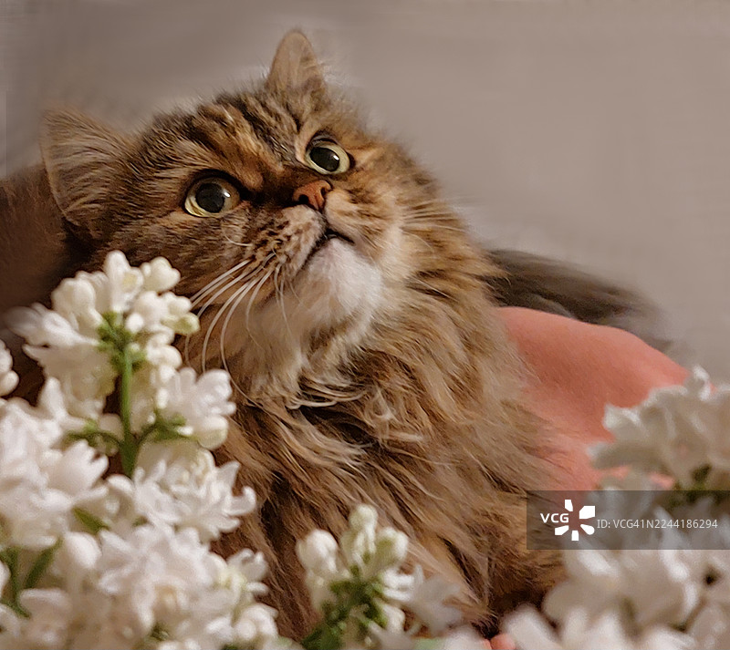 特写镜头：一只毛茸茸的猫咪，绿色的眼睛向上凝视，周围环绕着娇嫩的白色花朵。图片素材