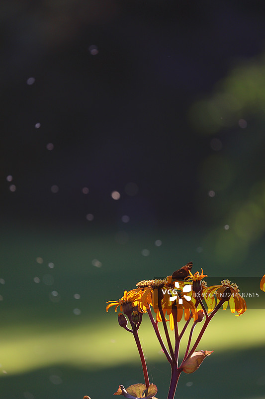 秋日金色时光下，一株枯萎的黄花植物的特写图片素材