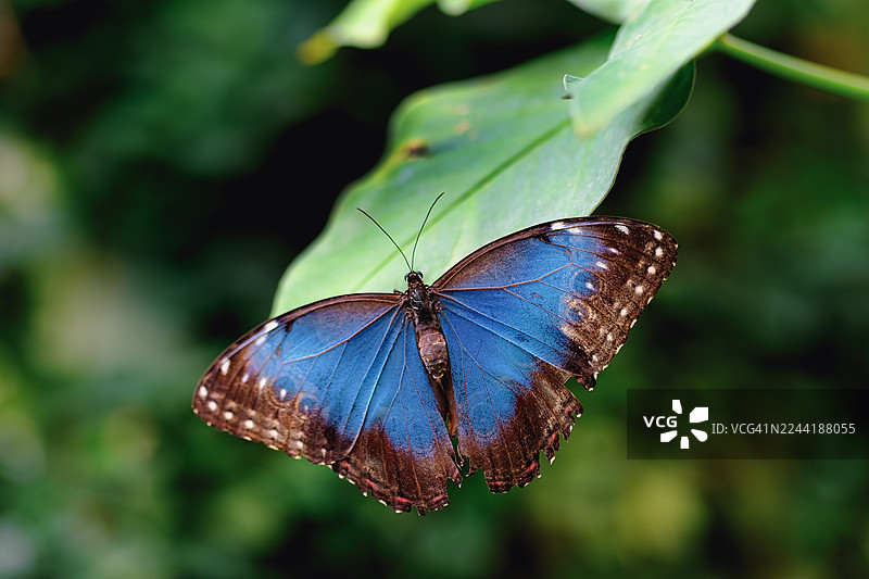 蓝棕色渐变蝴蝶停在一片大绿叶上 | 热带昆虫图片素材