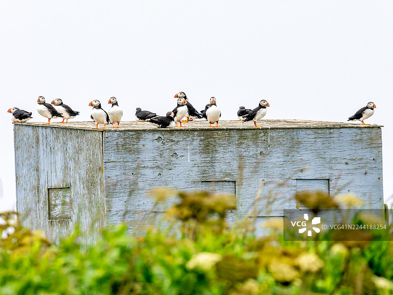 仰视角度拍摄，大西洋海鹦栖息在木质结构上，背景是晴朗的天空图片素材