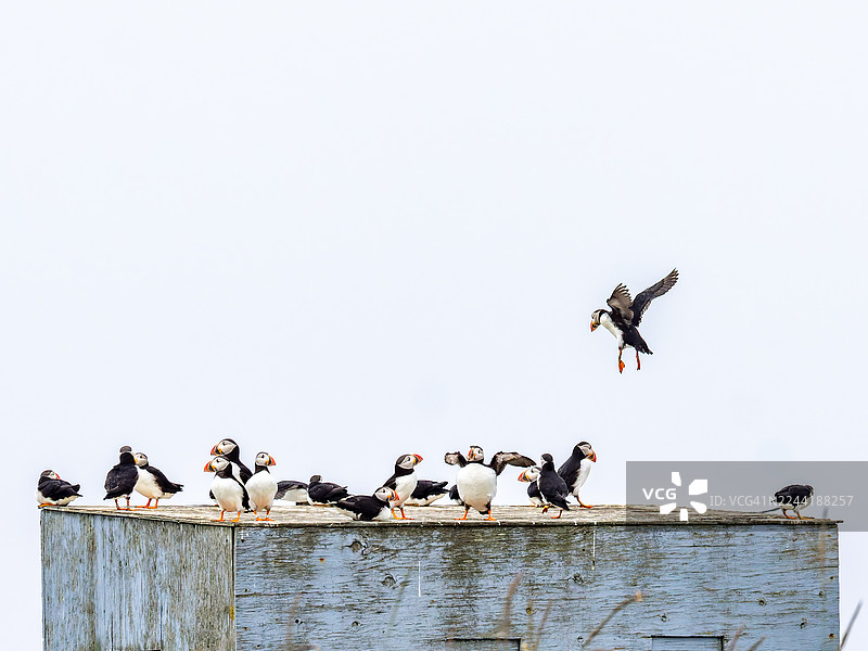 一群大西洋海鹦聚集在饱经风霜的木制结构上，天空晴朗，其中一只鸟在空中飞向群体图片素材