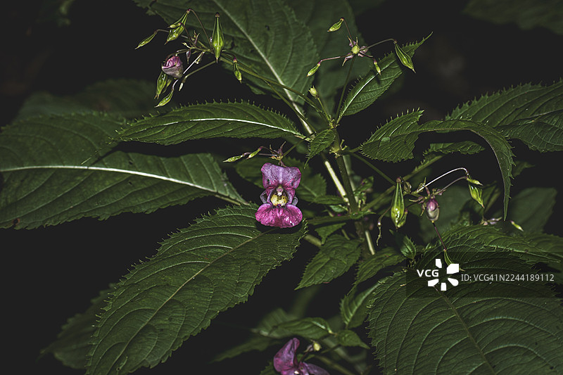深绿色叶片衬托下，一株鲜艳的粉色开花植物的特写，背景为深色。图片素材