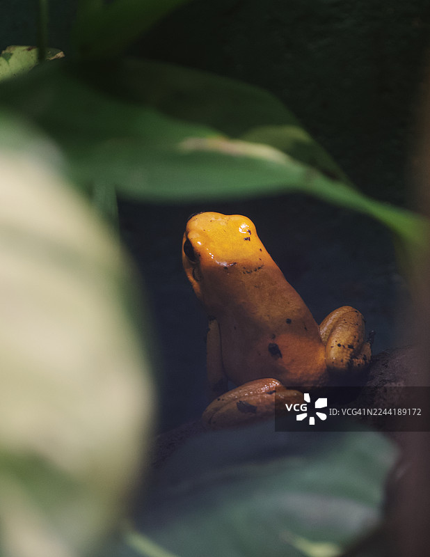 特写镜头：一只充满活力的金色箭毒蛙栖息在一片葱郁的绿叶上，背景是其自然栖息地。图片素材
