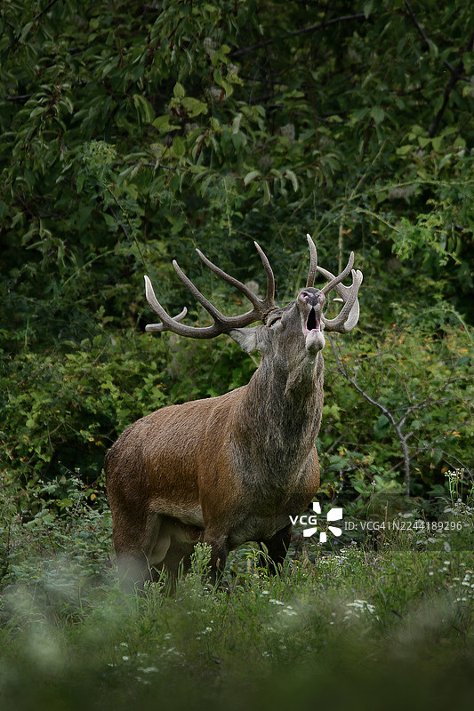 雄伟的雄性红鹿在繁茂的森林空地上发出吼叫，展示其强壮的鹿角和粗犷的野性表情图片素材