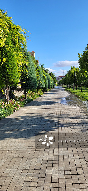 蓝天下的林荫大道，两旁绿树成荫图片素材