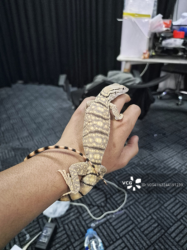 一只背部和尾部有条纹图案的蜥蜴，栖息在人的手臂上，在室内环境中展示其独特的鳞片和色彩图片素材