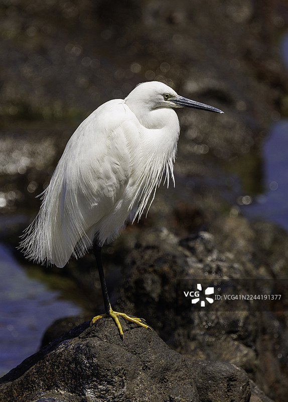 近距离拍摄一只小白鹭栖息在水边岩石上，展示其优雅的白色羽毛和长喙图片素材