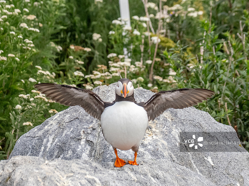 特写镜头：一只大西洋海雀站在岩石上伸展翅膀，周围环绕着绿色的植物和白色的小花。图片素材