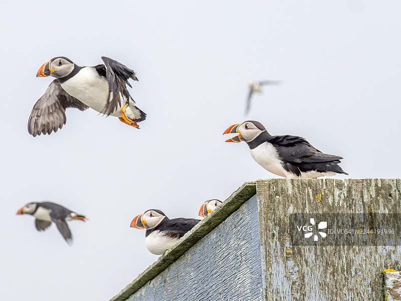 海鹦在晴朗的天空下，在一处饱经风霜的木质结构上及周围，做出各种活动的姿态图片素材