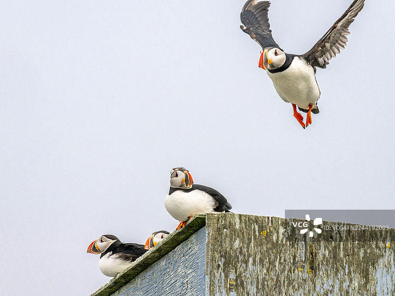 大西洋海鹦栖息在饱经风霜的木质结构上，一只在晴朗的天空下展翅飞翔图片素材