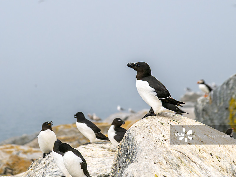 海边岩石上栖息的剃嘴海雀和角嘴海雀图片素材