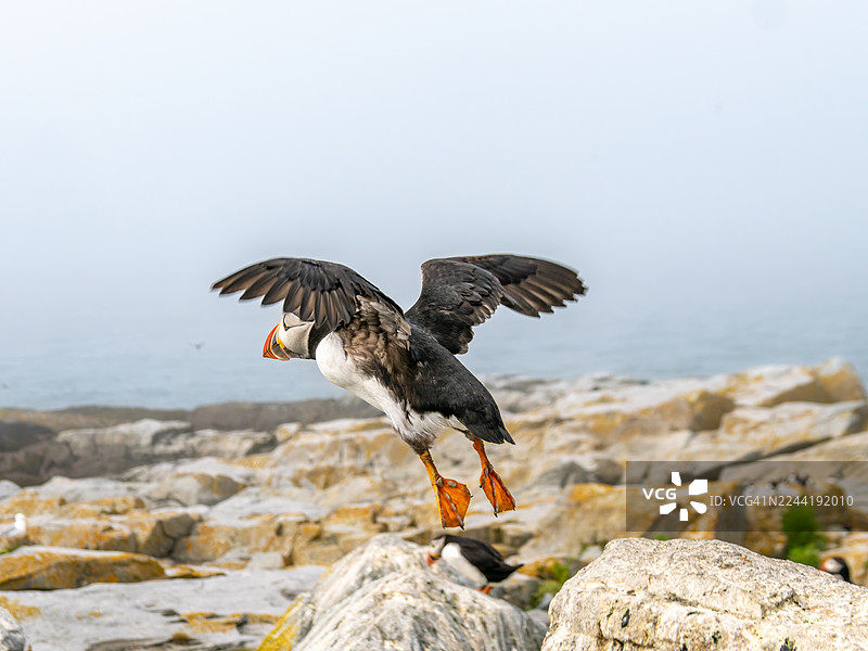 大西洋海雀在崎岖的海岸景观上空飞翔图片素材