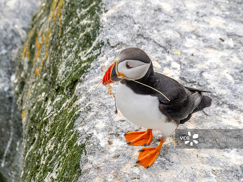 高角度视角拍摄，一只海鹦栖息在长满苔藓的岩石上，嘴里叼着筑巢的材料图片素材
