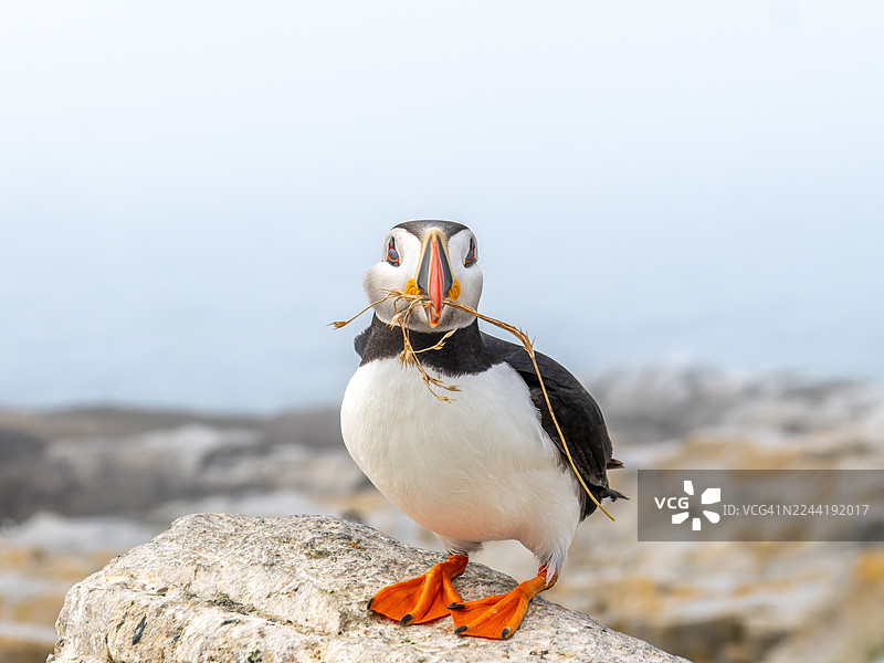 特写镜头：一只大西洋海鹦栖息在岩石上，喙中叼着筑巢材料，背景是模糊的海洋图片素材