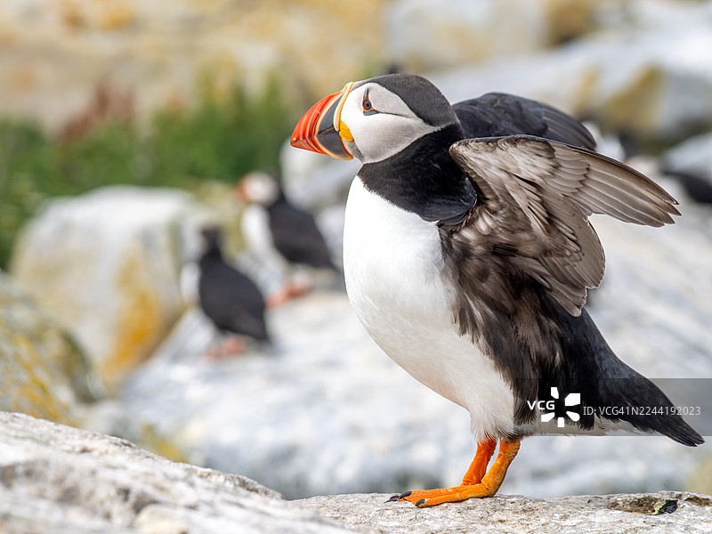 特写镜头：一只大西洋海雀栖息在岩石上，翅膀微张，展示着它色彩鲜艳的喙和橙色的脚图片素材