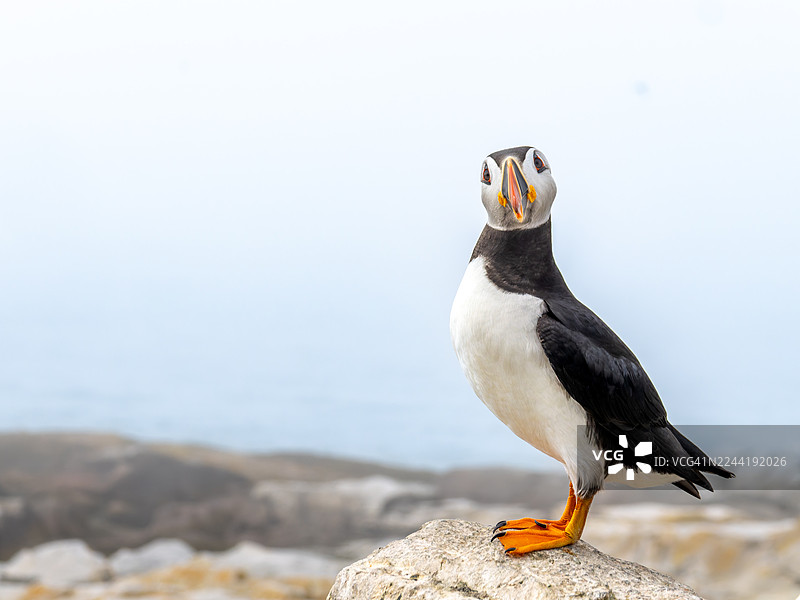 一只海鹦（Puffin）栖息在岩石上的特写，背景是晴朗的天空图片素材