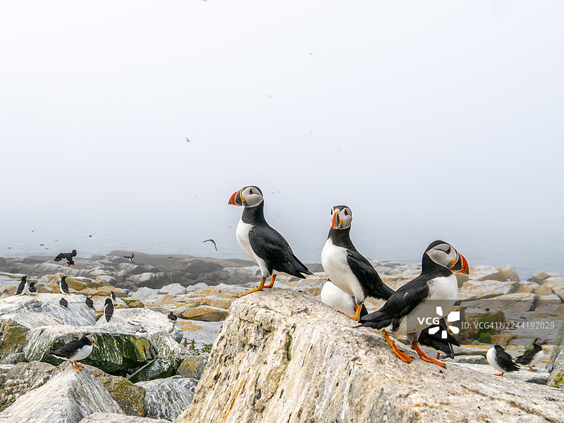 大西洋海鹦栖息在多雾天气下的岩石海岸上，背景中有其他海鹦和鸟类。图片素材