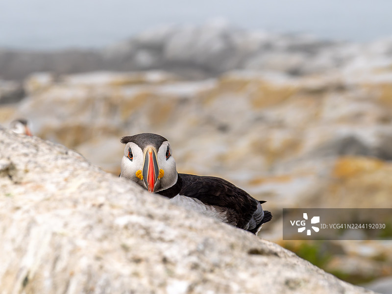 特写镜头，一只大西洋海鹦从岩石后探出头来，展示其鲜艳的喙和好奇的表情，置身于自然栖息地中图片素材