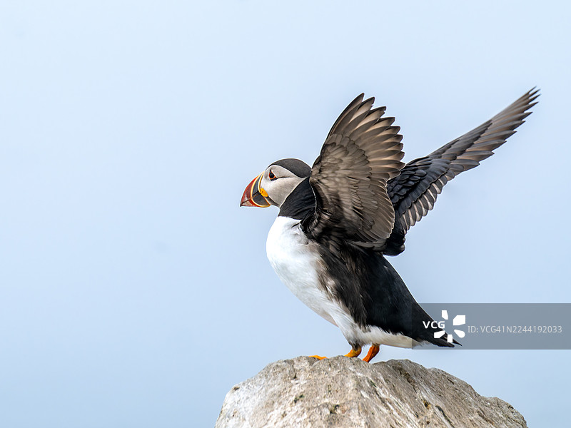 一只栖息在岩石上的海鹦近景，翅膀张开，背景是晴朗的蓝天，展示着它鲜艳的喙和准备起飞的姿态图片素材