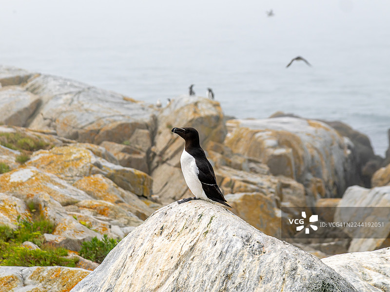 一只海鸦栖息在海边岩石上，时值雾天图片素材