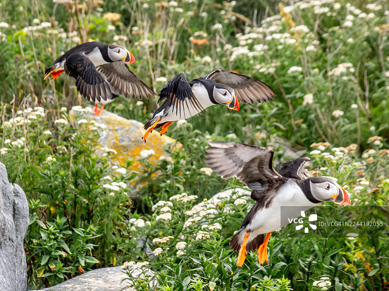 三只大西洋海雀在开满白色野花的草地上空飞翔，展示着它们鲜艳的喙和橙色的脚图片素材