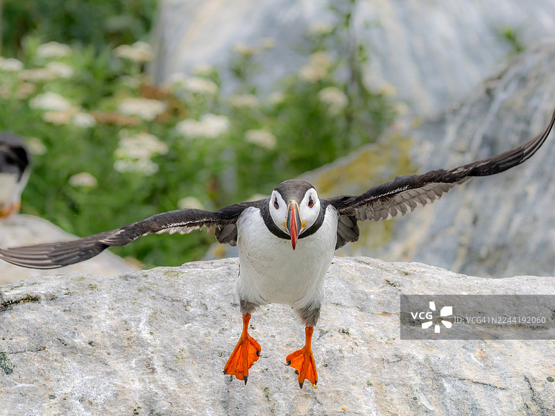 特写镜头：一只大西洋海鹦张开翅膀，即将降落在背景有绿色植被的岩石上图片素材