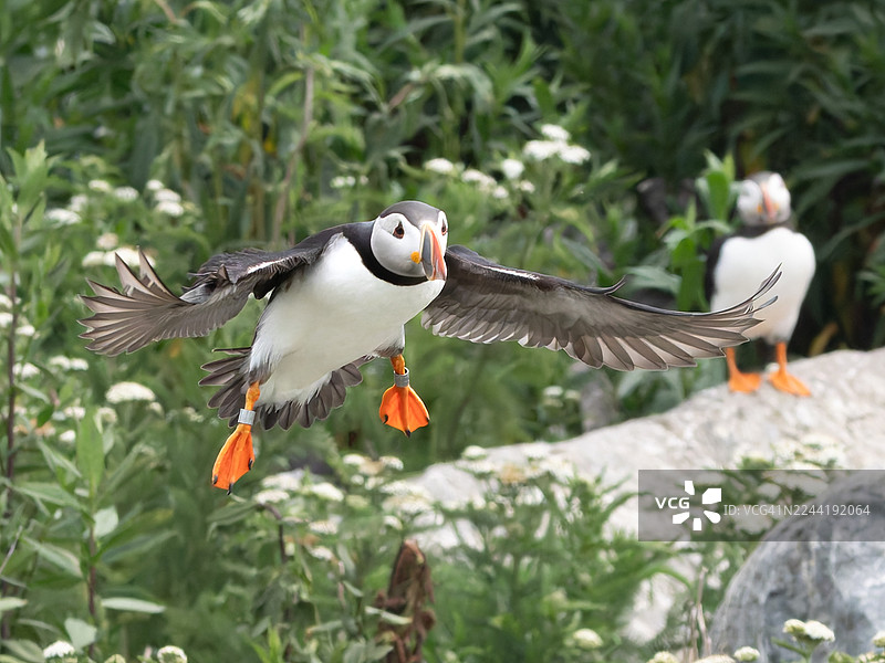 一只大西洋海鹦在空中展翅飞翔，背景是充满活力的绿色，远处还有另一只海鹦。图片素材