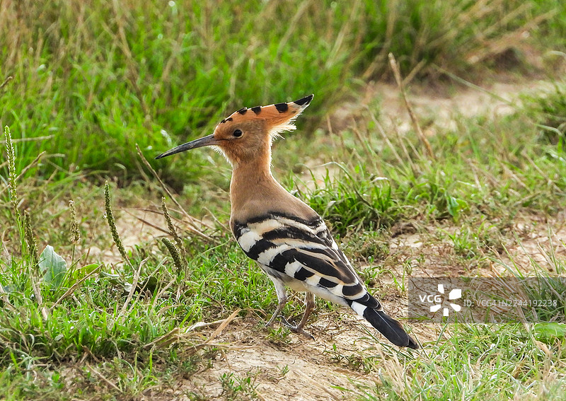 近距离拍摄的戴胜鸟栖息在草地上，展示其独特的冠羽和条纹状羽毛图片素材