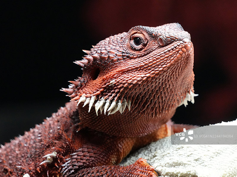特写镜头，一只充满活力的橙色鬣蜥，皮肤纹理丰富，鳞片锋利，在深色背景下向上看。图片素材