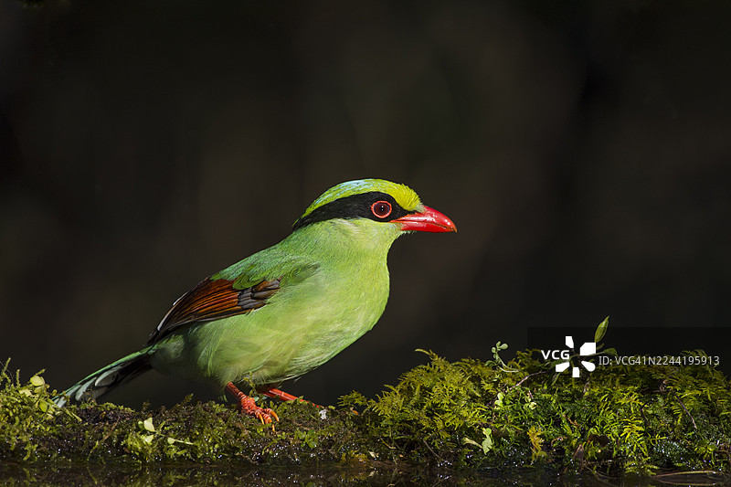 一只红嘴的翠绿小鸟栖息在长满苔藓的自然环境中图片素材