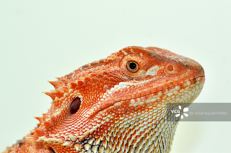 特写一只鬃狮蜥的头部，背景为白色，着重展现其鳞片纹理和眼睛图片素材