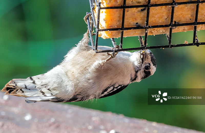 特写：唐尼啄木鸟正在喂食鸟类喂食器上的猪油图片素材