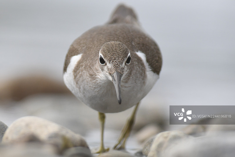 特写镜头，一只斑点鹬（Spotted Sandpiper）站在岩石海岸上，正面向镜头图片素材