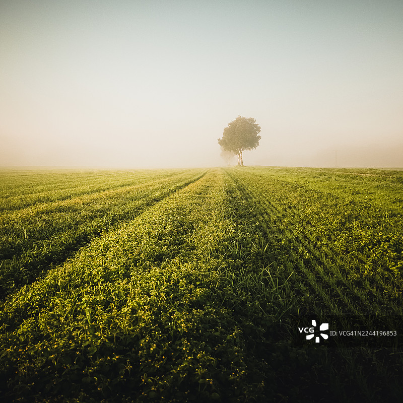 黎明时分，德国罗森海姆一片薄雾弥漫的绿色田野中，孤零零的树图片素材