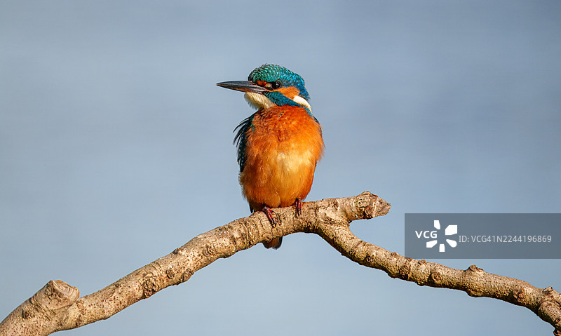 一只色彩鲜艳的翠鸟栖息在树枝上，背景是湛蓝的天空图片素材