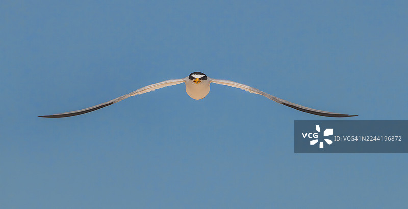 一只优雅的白额燕鸥在晴朗的蓝天下飞翔图片素材