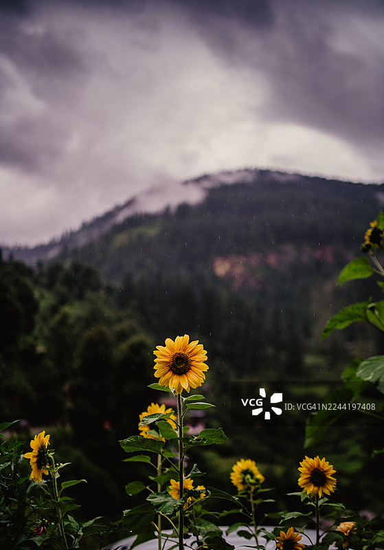 一朵鲜艳的黄色向日葵，在阴沉多云、下着雨的山区景观中格外醒目，地点为印度马尼卡兰的卡索尔山。图片素材