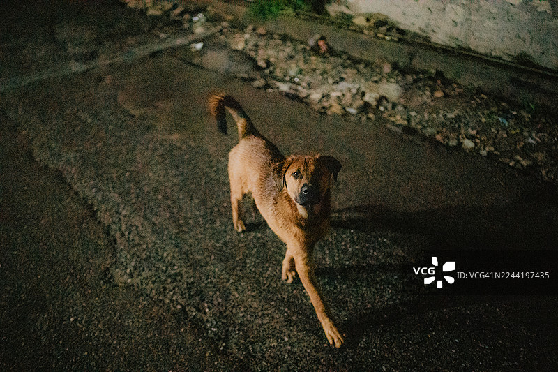 夜间，一条棕色流浪狗在高角度视角下，出现在一条黑暗、粗糙的街道上，它正抬头看向镜头。地点：印度马尼卡兰，卡索尔山。图片素材