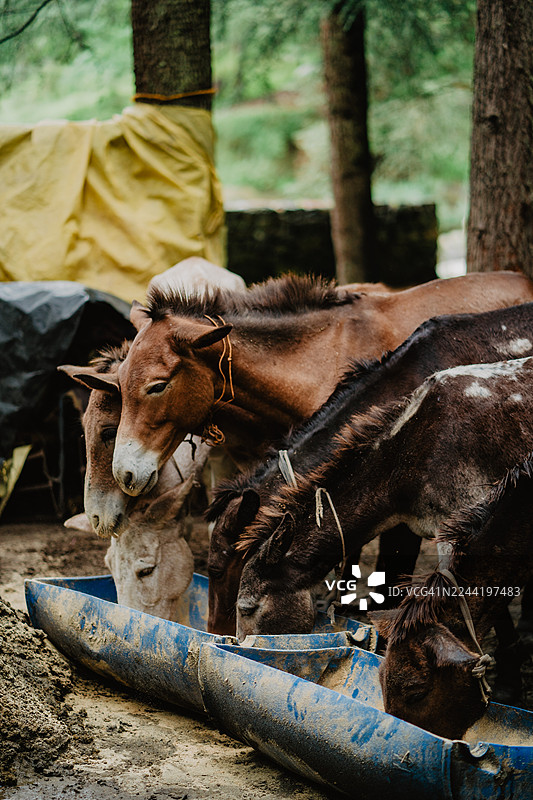 印度卡尼克曼卡索尔山林中，骡子在蓝色食槽中进食图片素材