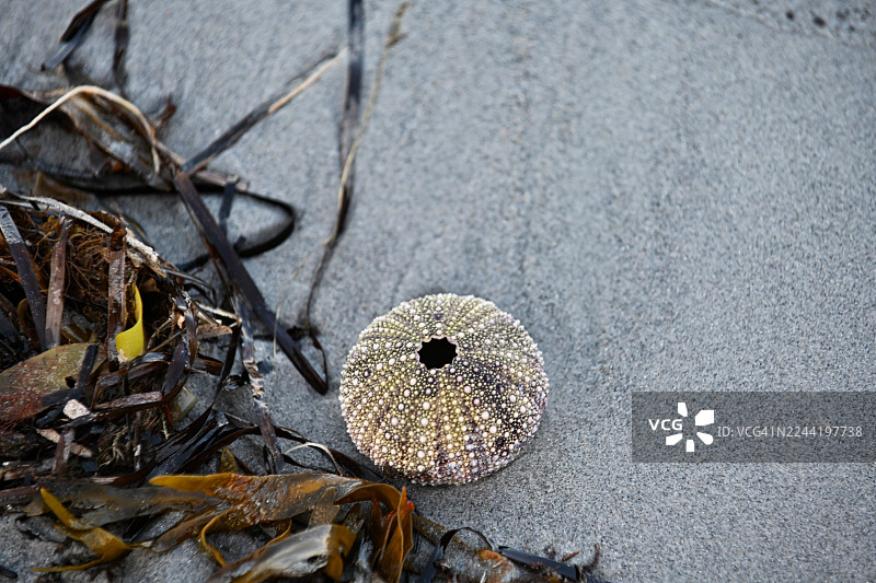 沙滩上刺猬的壳和海藻的特写图片素材