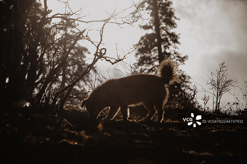 印度喜马偕尔邦，森林中金毛寻回犬剪影，低头嗅探地面，背景光线明亮图片素材