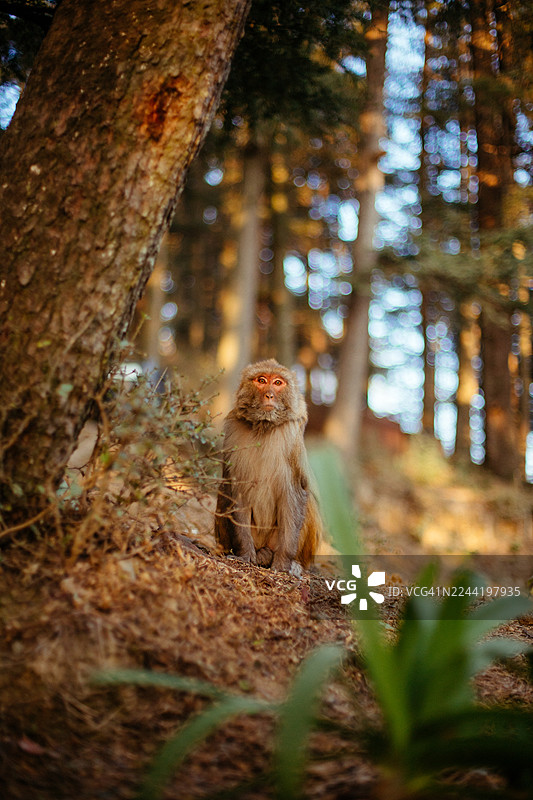 一只猴子坐在森林的地面上，表情专注地直视镜头，地点：印度，西姆拉图片素材