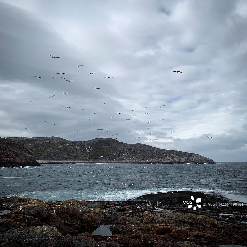 从低角度拍摄，无数海鸟在高耸的海岸线和汹涌的海面上翱翔，天空布满戏剧性的云彩，俄罗斯，谢韦罗莫尔斯克图片素材