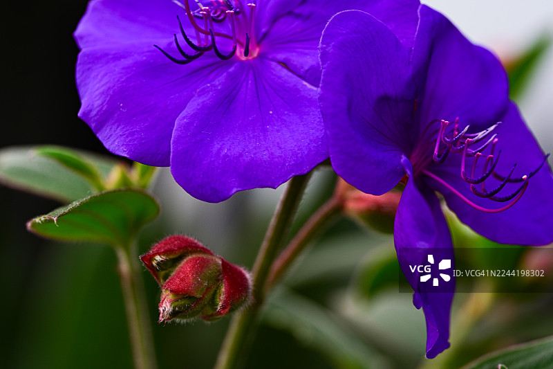 生机勃勃的紫色光荣灌木花朵和毛茸茸的花蕾特写，展示了自然精美的美景图片素材