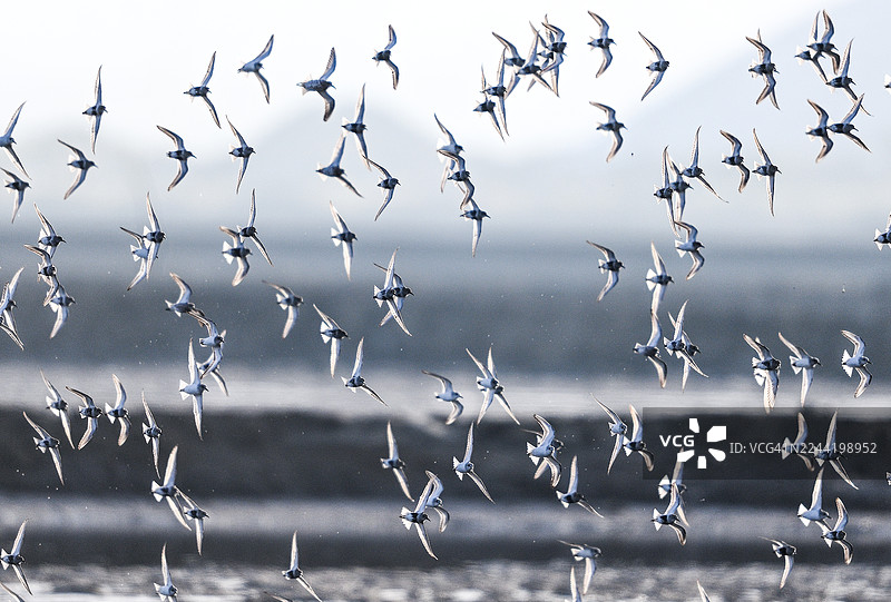 一群小鸟在水面上空展翅飞翔，被动态地凝固在瞬间图片素材